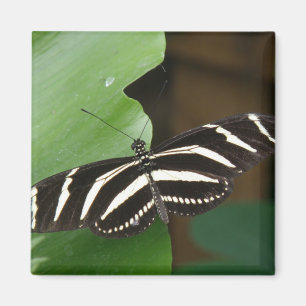 Joli papillon Zebra Longwing Magnet