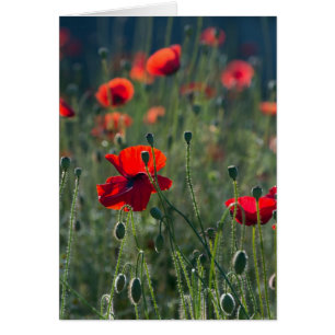 Joli pavot dans la prairie sauvage