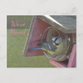 Joli petit oiseau coloré Nous avons déplacé carte