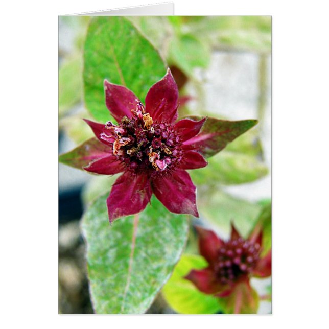 Joli Plante (Devant)