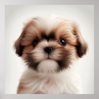 Joli poster de portrait de chiot Shih Tzu (2)