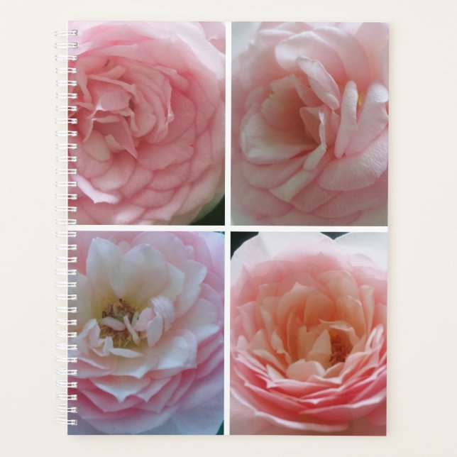 Joli Rose (Devant)