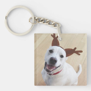 Joli sourire blanc renne Chien Chien Chien Chien C