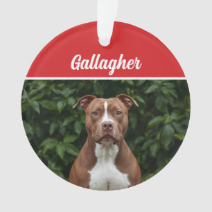 Jolie Brown Pit Bull Chien de Noël Photo