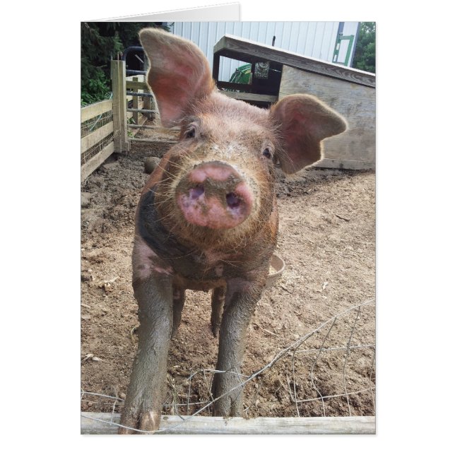 jolie carte de porc boueux (Devant)