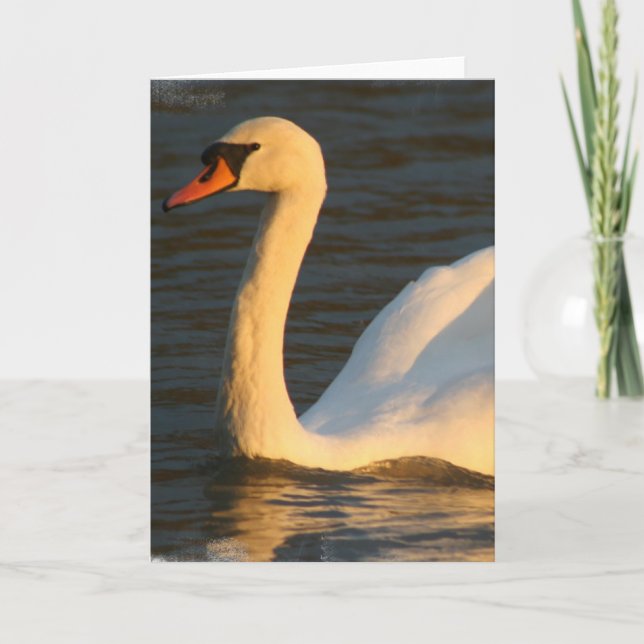Jolie carte de voeux de cygne (Devant)