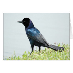 Jolie carte d'oiseau noir