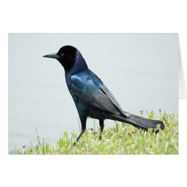 Jolie carte d'oiseau noir (Devant Horizontal)