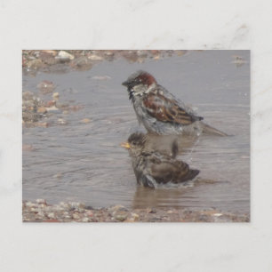 Jolie Carte Postale DIY de Moineaux au Bain