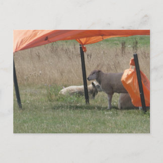 Jolie carte postale DIY de moutons à l'ombre