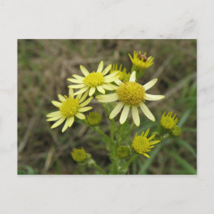 Jolie carte postale fleur sauvage Jaune