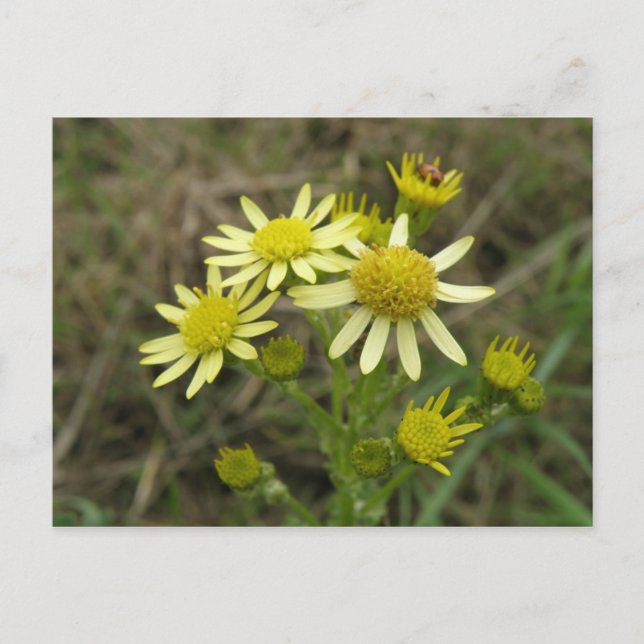 Jolie carte postale fleur sauvage Jaune (Devant)