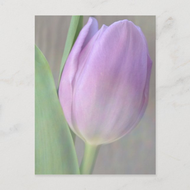Jolie carte postale Lavender Tulip (Devant)