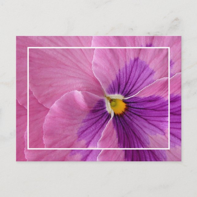 Jolie carte postale Pansie (Devant)