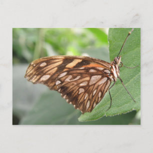 Jolie carte postale papillon Brown