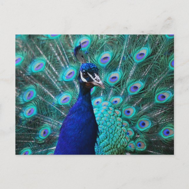 Jolie carte postale Peacock (Devant)