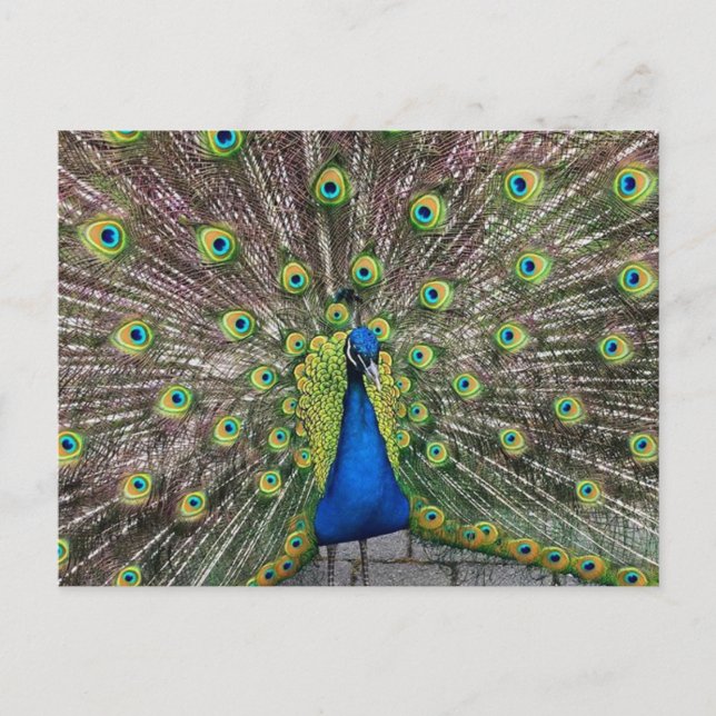 Jolie carte postale Peacock (Devant)