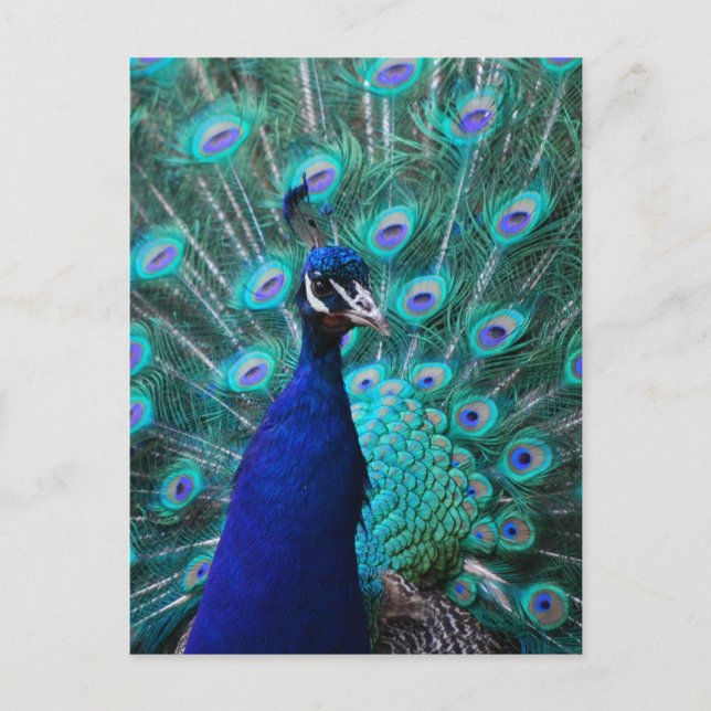 Jolie carte postale Peacock (Devant)