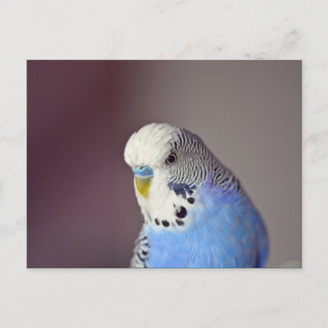 Jolie carte postale photo Blue Budgie (Devant)