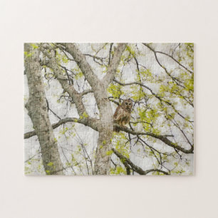 Jolie Chouette dans un Puzzle de la Nature Arbre