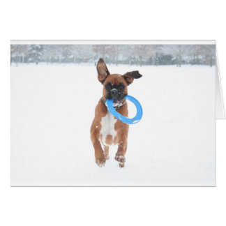 Jolie, das frizbee im Schnee spielt