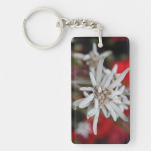 Jolie Edelweiss Leontopodium nivale