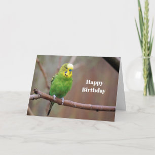 Jolie Green Budgie photo carte d'anniversaire