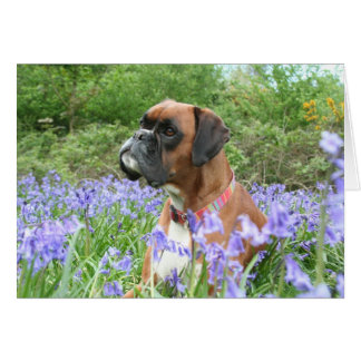 Jolie in den Bluebells