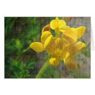 Jolie mauvaise herbe jaune