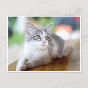 Jolie petite carte postale de chaton gris et blanc