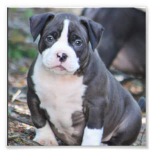 Jolie race de chiot photo imprimer