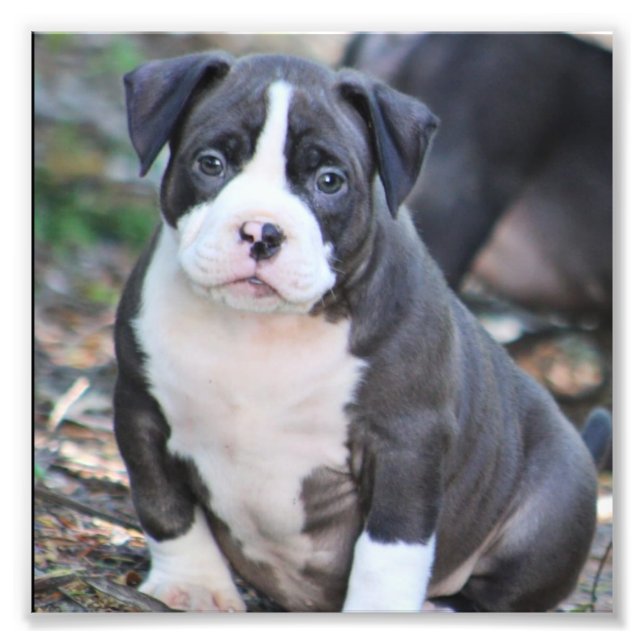 Jolie race de chiot photo imprimer (Devant)