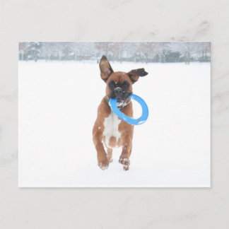 Jolie spielt Frizbee im Schnee Postkarte