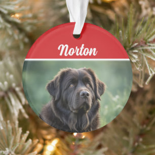 Jolie Terre-Neuve Chien de Noël Photo