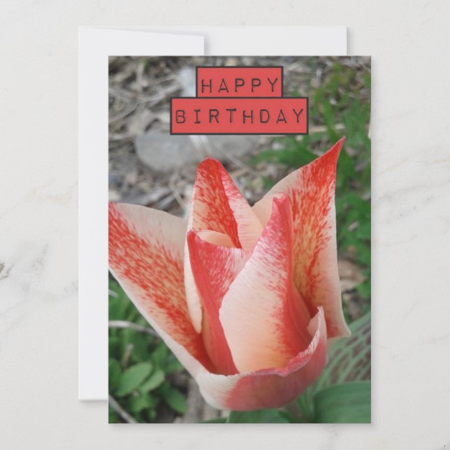 Jolie Tulip Floral Carte d'anniversaire (Devant)