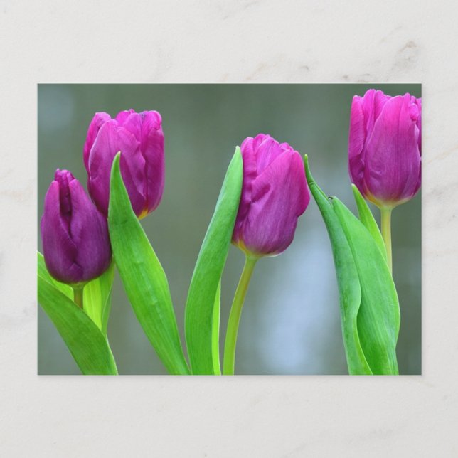 Jolie Tulipes pourpres Carte postale de Pâques (Devant)