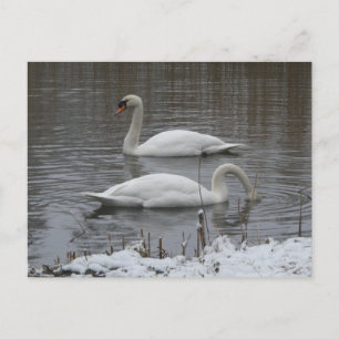 Jolies cygnes en hiver carte postale DIY