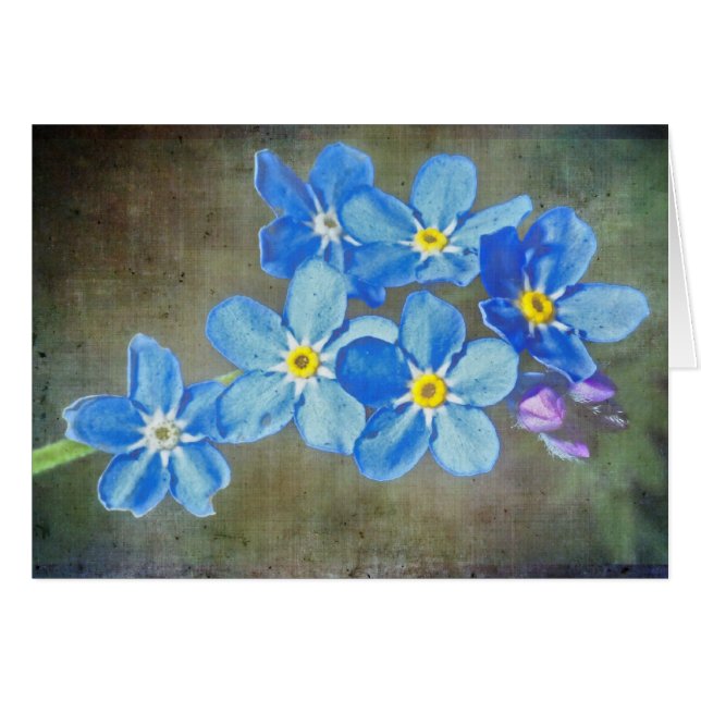 Jolies fleurs bleues (Devant horizontal)
