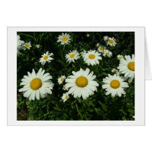 jolies fleurs marguerites blanches.