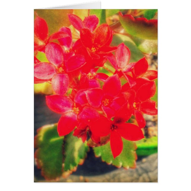 Jolies fleurs rouges (Devant)