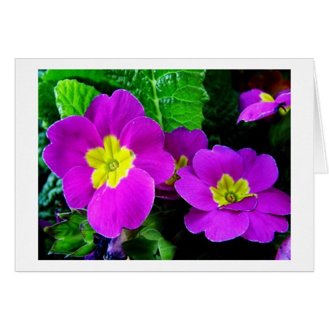 jolies fleurs violettes (Devant horizontal)