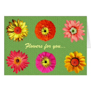 Jolies marguerites