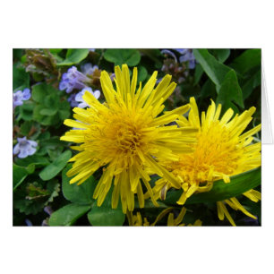 Jolies mauvaises herbes