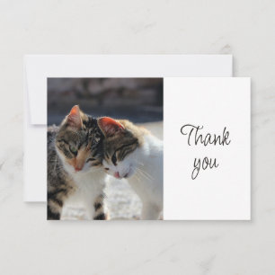 Jolis petits chatons mignons Merci