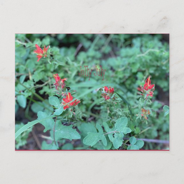 Jolly Juli Postcard Postkarte (Vorderseite)