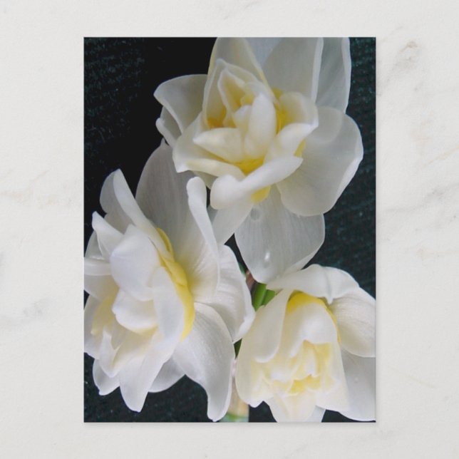 Jonquil Blume - Ecclesiastes 3:1 Postkarte (Vorderseite)