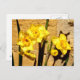 Jonquil Blume Postcard Postkarte (Vorne/Hinten)
