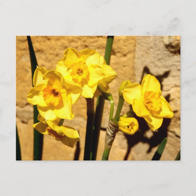 Jonquil Blume Postcard Postkarte (Vorderseite)