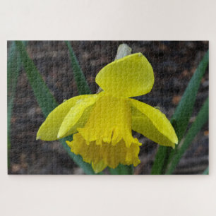 Jonquil im Frühjahr