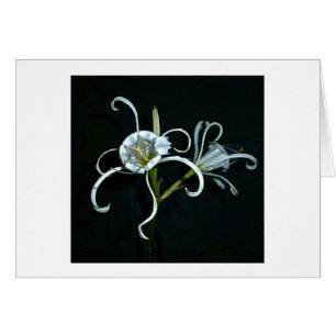 Jonquille péruvienne